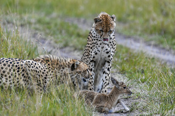 cheetah © Herbert