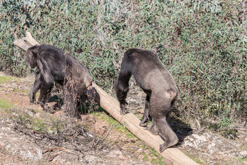 Fototapeta premium Chimpanzee male and female in mating season in natural habitat