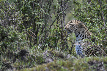 Leopard