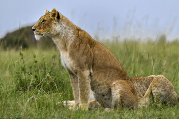 Lion