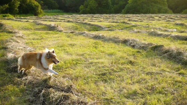Collie dog running on green field, slow motion