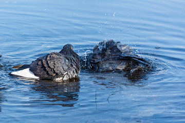 Pigeons are washed in water. Pigeons in the water.