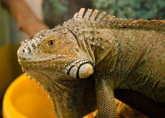  common iguana in the terrarium look straight in the eye