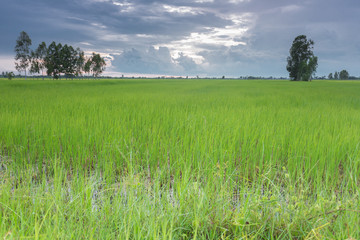 rice plants in paddy field
