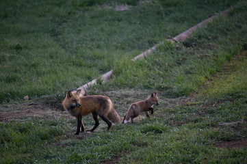 Fototapeta premium Mother Fox and Kit 4