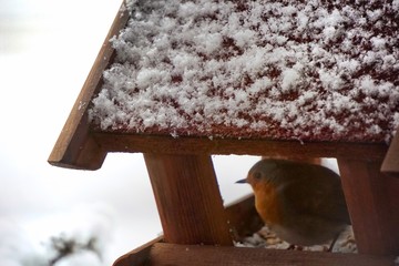 Singvogel auf Futtersuche im Vogelhäuschen