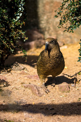 Neuseeland Urlaub Kea Vogel