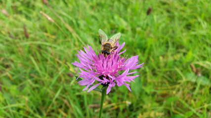 Fototapeta premium Insect (hoverfly) on a violet - pink wild flower (knapweed) in meadow at late summer - early autumn.