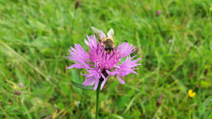 Insect (hoverfly) on a violet - pink wild flower (knapweed) in meadow at late summer - early autumn.