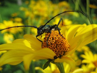 Musk beetle sitting on yellow flower