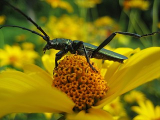 Musk beetle sitting on yellow flower
