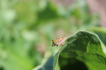 A shield bug or stink bug on a grass plant in a meadow. This bug derives its name from an unpleasant scent when disturbed.