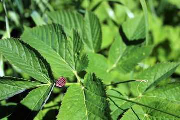 Stink or shield bug (Italian striped bug, also known as minstrel) on a ground elder plant leaf in a meadow. This bug derives its name from an unpleasant scent when disturbed.