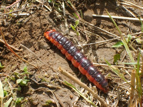 A Caterpillar of a goat moth on a ground. It can grow to 10 cm of length and feed in the trunks and branches of a wide variety of trees.