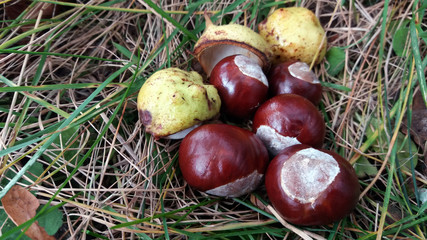 Obraz premium Fresh horse chestnuts with shells on a grass at autumn.