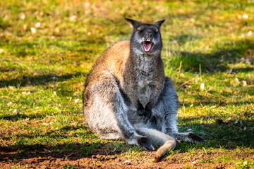 Australien Beutel Tier Kaenguru beim lachen Urlaub 2018