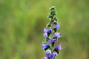 Wild blue plant (viper's bugloss or blueweed) in a summer meadow. They mostly grow at  dry grasslands, bare and waste places, along railways and roadsides.