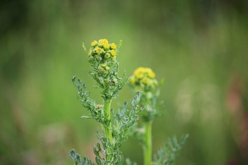 Common ragwort or groundsel (Jacobaea vulgaris) just before flowering. Leaves and flowers can be used to obtain dyes. Poisonous to cattle and horses.