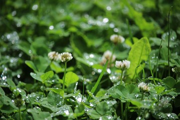 White clovers in a summer meadow at morning dew