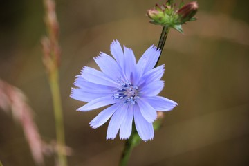 Blossom of Common Chicory, one of many medicinal plants.