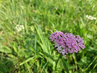 A pink common yarrow, medicinal plant, also known as soldier's wound wort