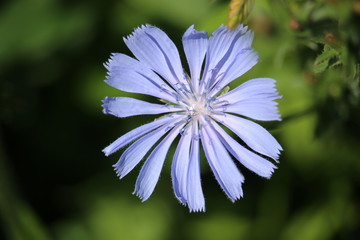 Blossom of Common Chicory, one of many medicinal plants.