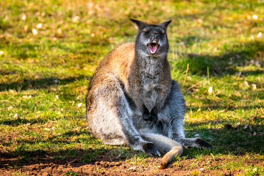 Australien Beutel Tier Kaenguru beim lachen Urlaub 2018