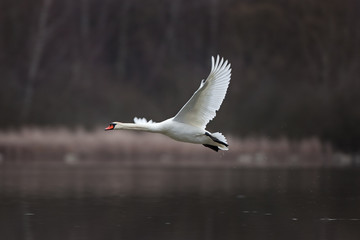 mute swan, cygnus olor, Czech republic