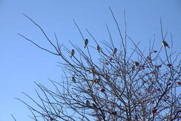 Black birds on branches