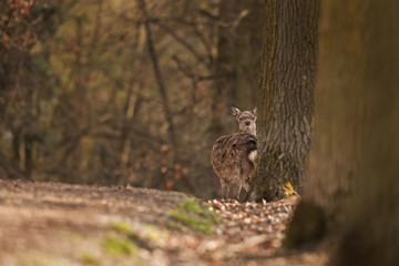 sika deer, cervus nippon, Czech republic