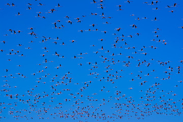 Flock of pink flamingo birds flying at sunrise