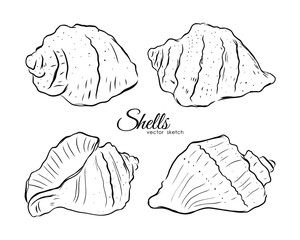 Vector illustration: Set of four hand drawn shells. Sketch line design