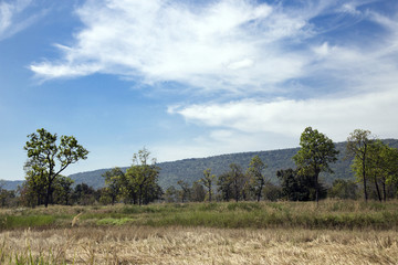 Obraz premium landscape field and mountain