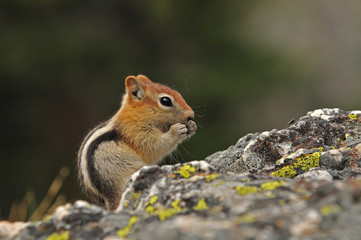 Chipmun eating