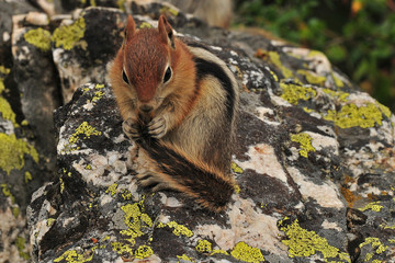 Chipmunk playing with its tail
