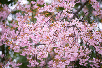 Pink flower background, Wild Himalayan Cherry
