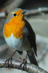 Robin portrait