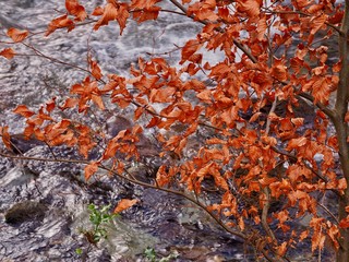 Beech Tree in Winter