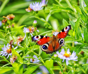 butterfly