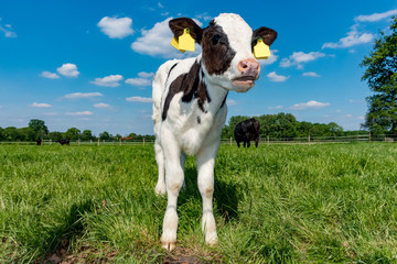 Junges schwarzbuntes Kalb steht auf einer Wiese