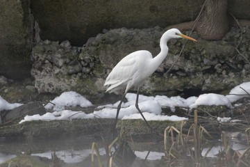  A Great white heron Ukraine 2018 Wildlife scene from nature. Heron with snow in the nature habitat.   Wild Animals. Closeup of White Heron standing in a beach.