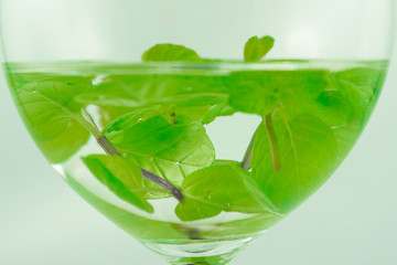 Mięta w wodzie na białym tle © Mariusz