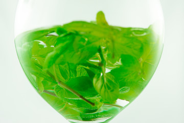 Mięta na białym tle © Mariusz