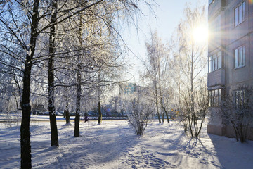 Деревья зимой в морозный солнечный день. Ветви деревьев в инее. Солнечные лучи сквозь ветви деревьев. 