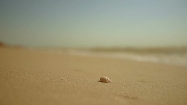 a sea shell in the sand on the background of the sea - a cinematograph.