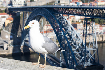 Seagull at Douro river and Ribeira from roofs at Vila Nova de Gaia, Porto, Portugal.