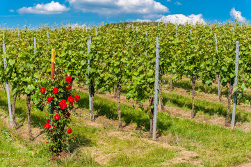 Fototapeta na wymiar Rosenblüte am Staufenberg in Heilbronn