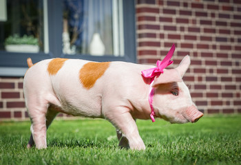 Glücksschwein - Ferkel mit rosa Schleife läuft im Garten