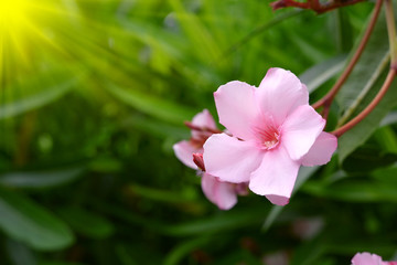 Oleander Flower