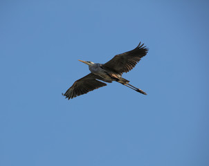 majestic blue heron soars overhead